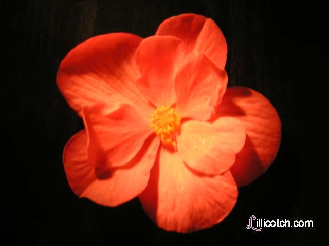 Begonia