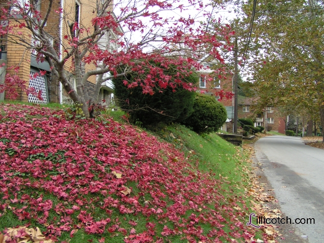 Pittsburgh Fall's Last Colors