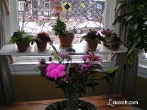 Still color in my window