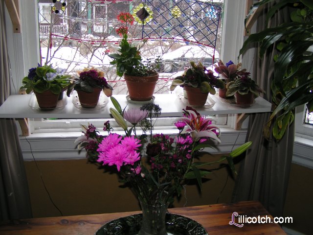 Still Color In My Window